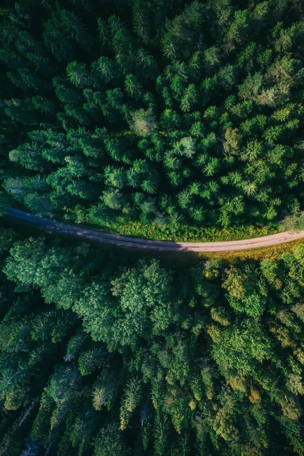 road-curves-through-green-forest-aerial