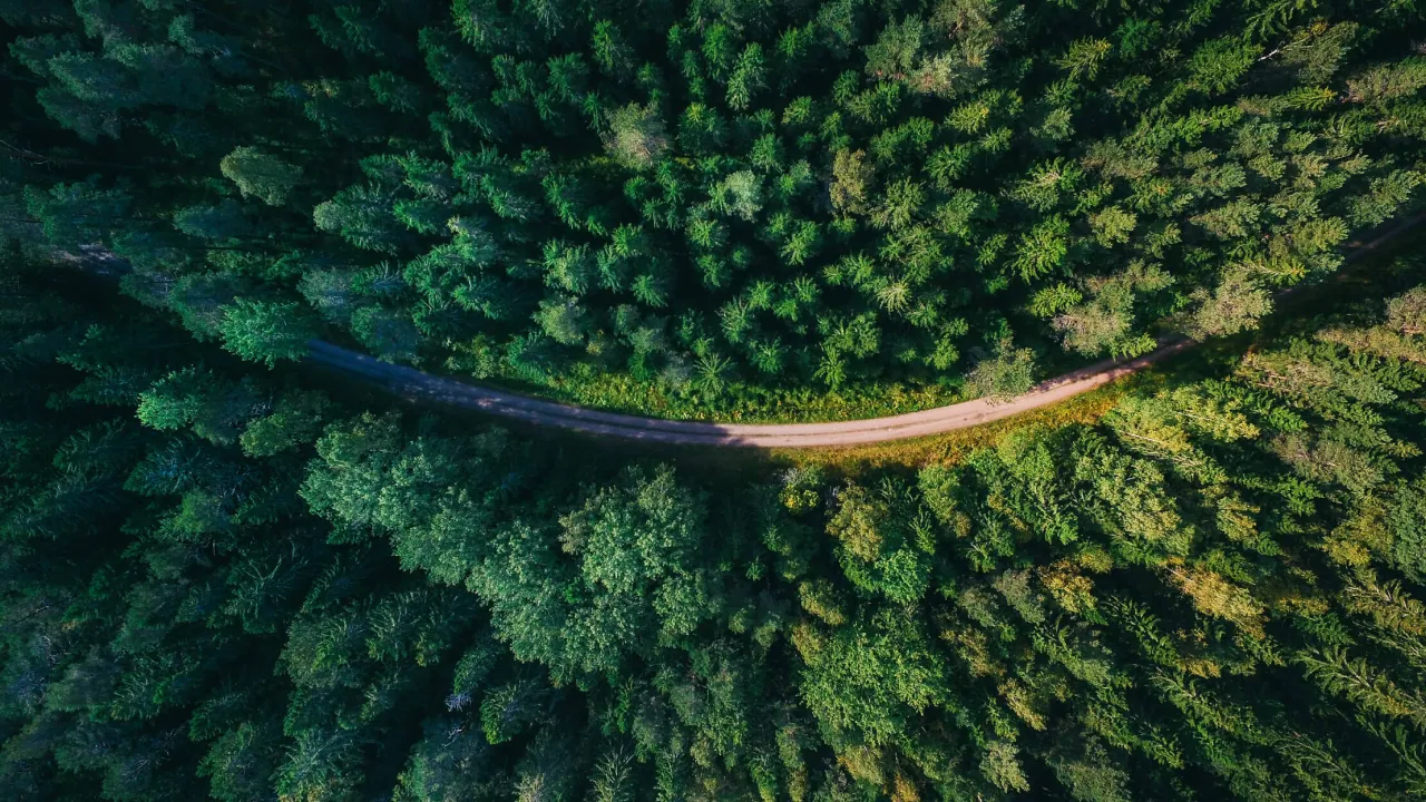 road-curves-through-green-forest-aerial