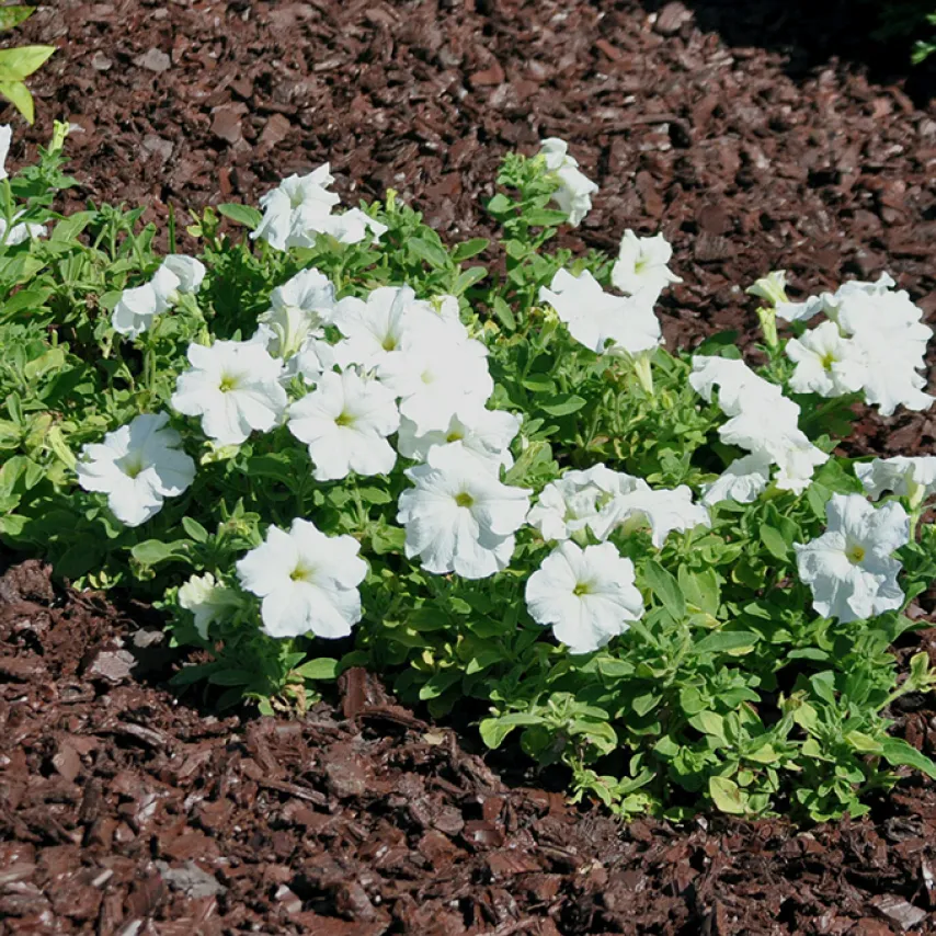 rubber based plant bed mulch and white flowers.