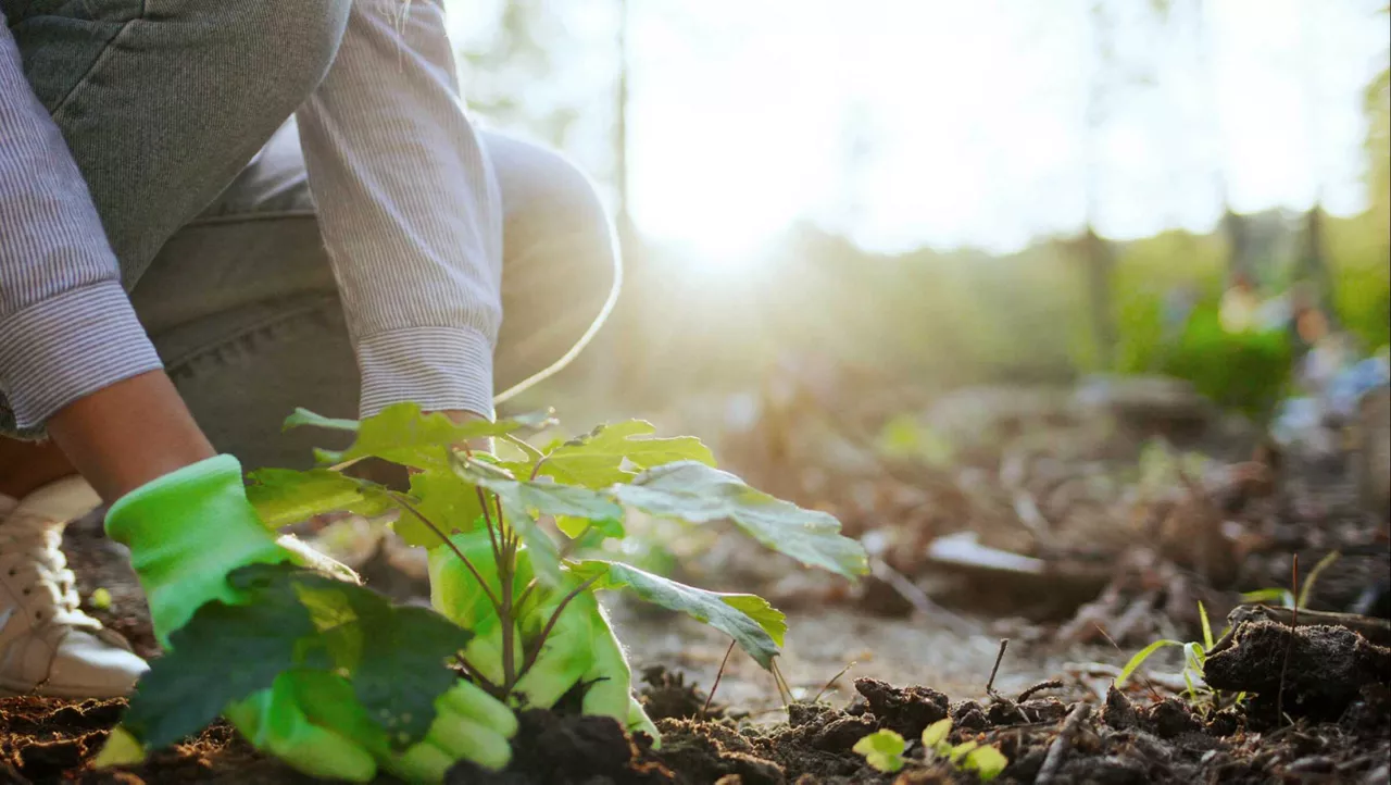 Planting trees