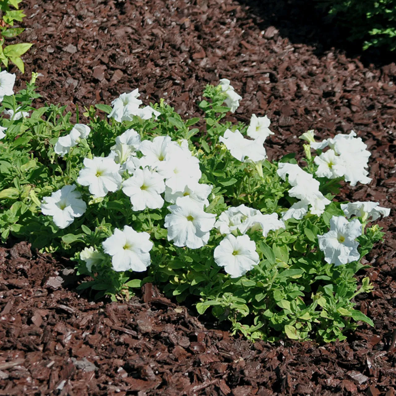 rubber-based-plant-bed-mulch-and-white-flowers