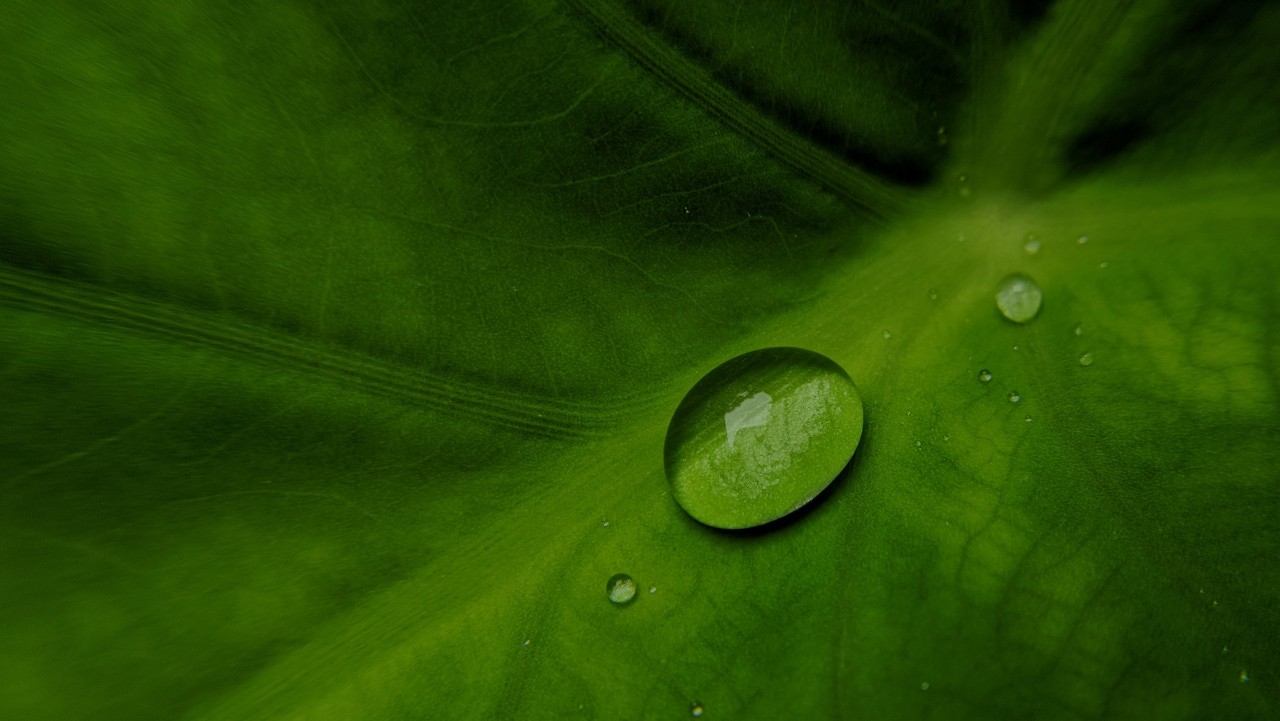 close-up of a large green leaf with a water droplet resting on its surface and visible leaf veins.