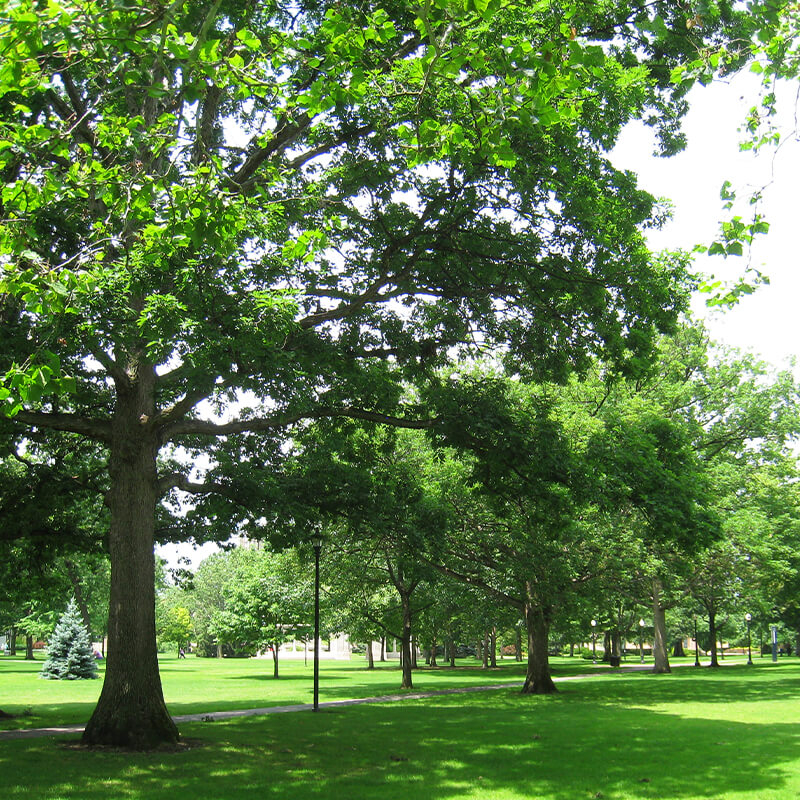 large leafy trees provide shade on a sunny day in a green, open park with grass and scattered shadows.