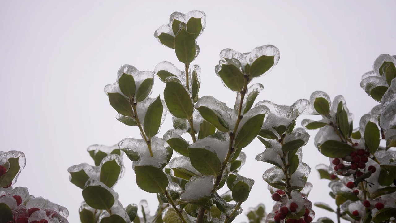 green leaves and red berries coated with a layer of ice against a cloudy, gray sky.