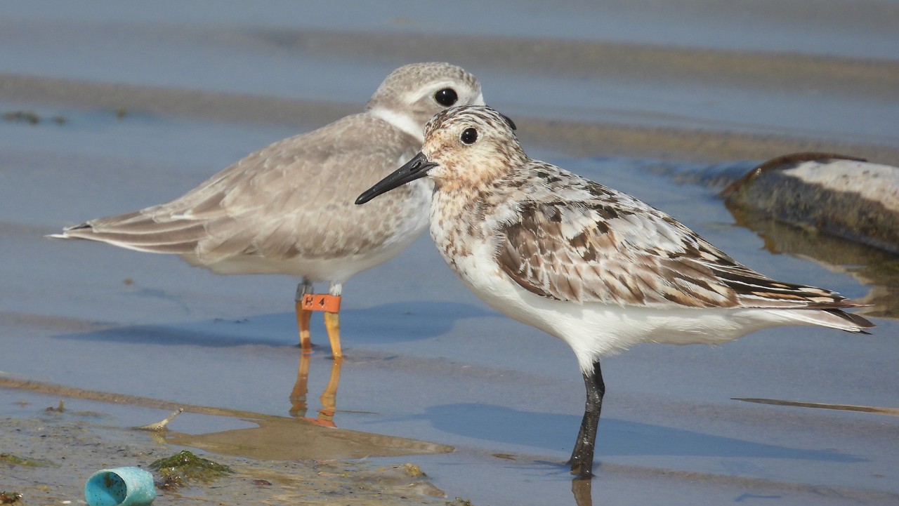 two small shorebirds stand on wet sand, one facing forward, the other facing sideways, near water.