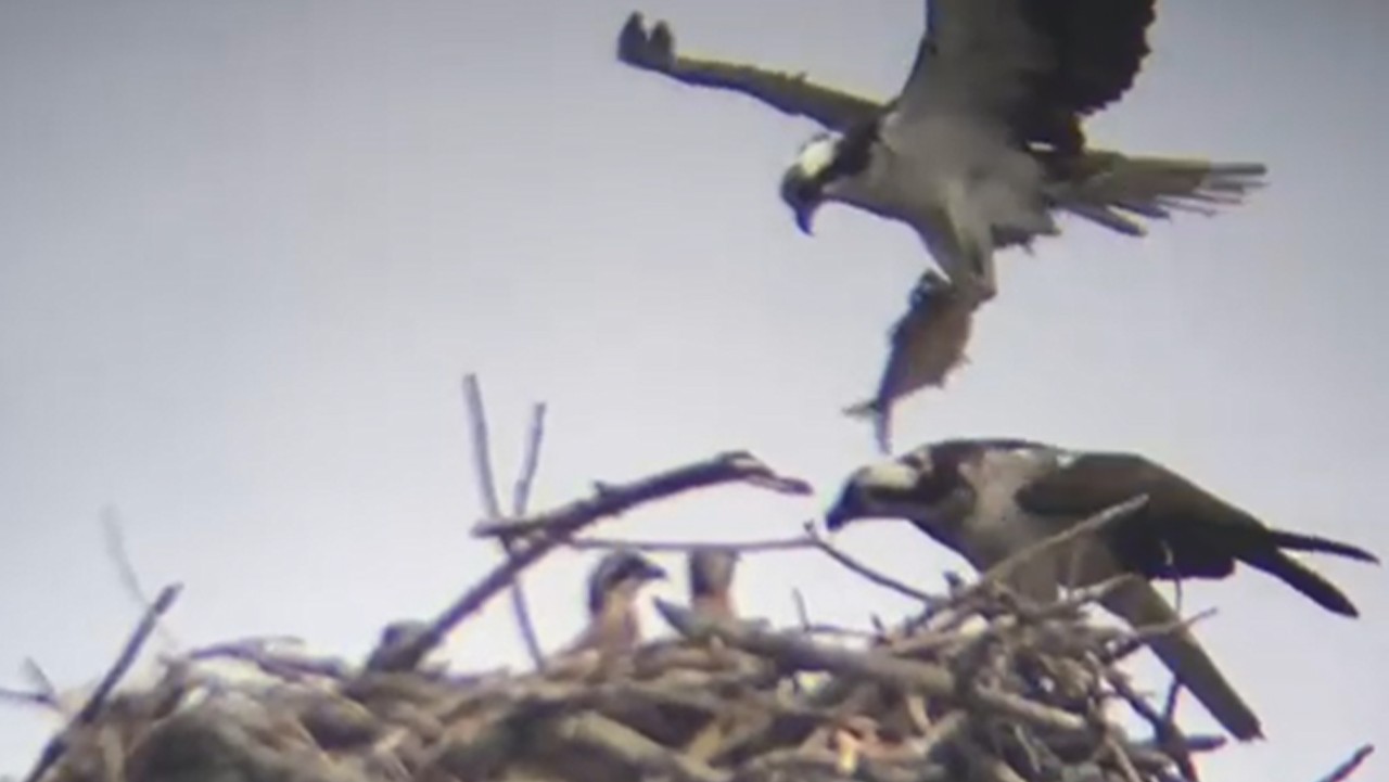 two ospreys at a nest, one flying in and one standing, with chicks visible among the sticks.