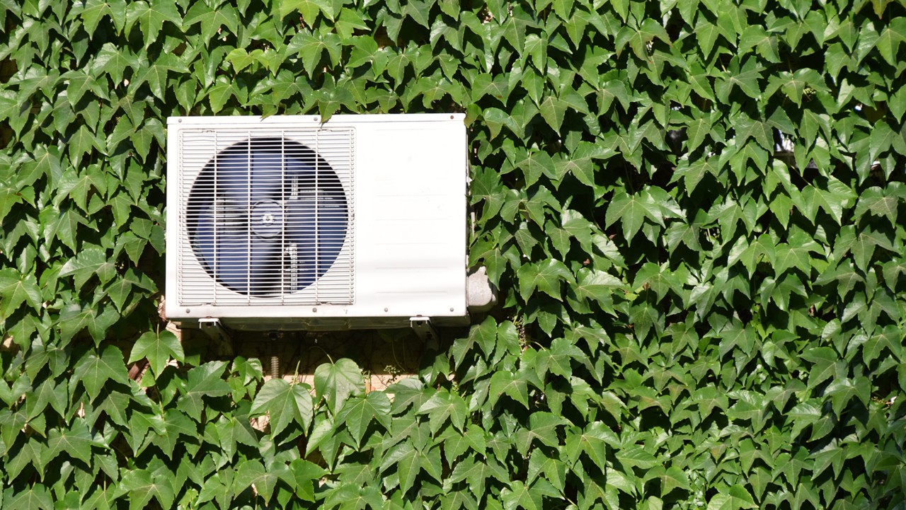 air conditioning unit mounted on a wall covered completely with dense green ivy leaves.